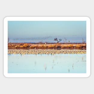 Murmuration of Starlings Beyond the Sandhill Cranes by Debra Martz Sticker